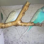 PERIQUITO5