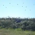 mas pajaros