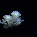 medusas