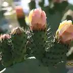 18, chumbos en flor, marca