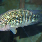 Rocio octofasciata (12-10-16 Acuario Fluvial de Zaragoza)
