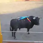 Uno de los toros
