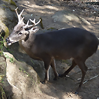 Odocoileus virginianus ustus (7-10-23 Bioparque Amaru, det as O. ustus)