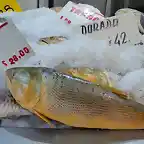 dorado