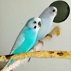 PERIQUITO3