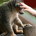 Le Parc des Felins agost 2010 1054