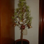 arbol de Navidad 002