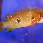 Hemichromis bimaculatus