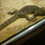 Varanus niloticus (31-7-21 Oasys Mini Hollywood)