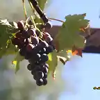 08, racimo de uvas, marca2