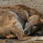 Zoo de Barcelona 13-02-11 285