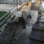 Zoo de Barcelona 13-02-11 145