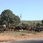 005, vacas