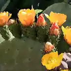 higos chumbos en flor