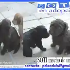 SOTI cachorro