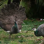 Zoo de Barcelona 21-02-11 126