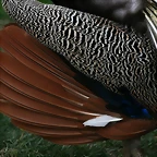 Zoo de Barcelona 21-02-11 153