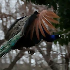 Zoo de Barcelona 15-02-11 352