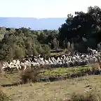001, rebao de ovejas
