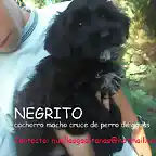 NEGRITO cachorrito adoptado