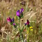 10, flores en el pasto, marca