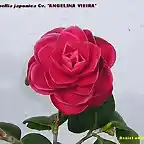 Camellia japonica 'ANGELINA VIEIRA'