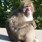 Macaca fuscata 1 (24-9-18 Artis)