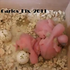 los pollos 21-6-2011