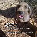 GRIS Ecija