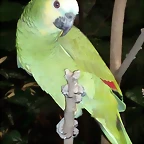 Amazona aestiva 2