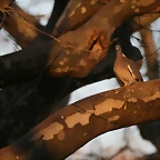Zoo de Barcelona 10-01-2011 238