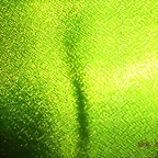 DSCF0554