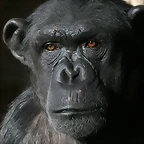 Zoo de Barcelona 16-01-2011 094