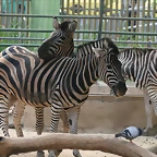 Zoo de Barcelona 339