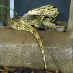 Varanus salvator (20-9-18 Burgers Zoo)