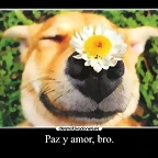 pazyamorbro