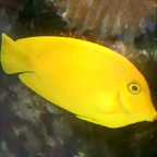 Acanthurus pyroferus