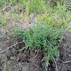 lavanda