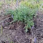 lavanda1