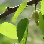 13, moras para comer, marca