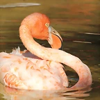 Zoo de Barcelona 16-10-11 032