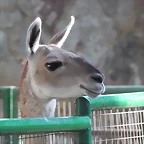 Zoo de Barcelona 16-10-11 347