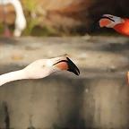Zoo de Barcelona 16-10-11 043