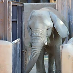Zoo de Barcelona 16-10-11 130