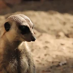 Zoo de Barcelona 16-10-11 052