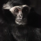 Zoo de Barcelona 16-10-11 406