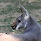 Zoo de Barcelona 16-10-11 335