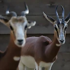 Zoo de Barcelona 16-10-11 439