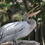 Zoo de Barcelona 16-10-11 003
