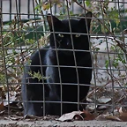 Zoo de Barcelona 16-10-11 457